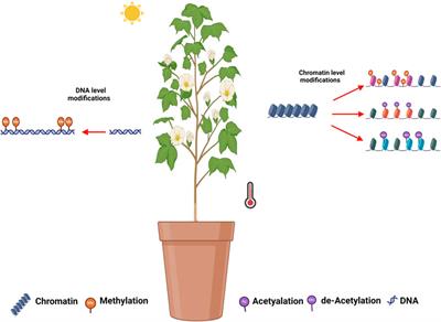 Unraveling the genetic and molecular basis of heat stress in cotton